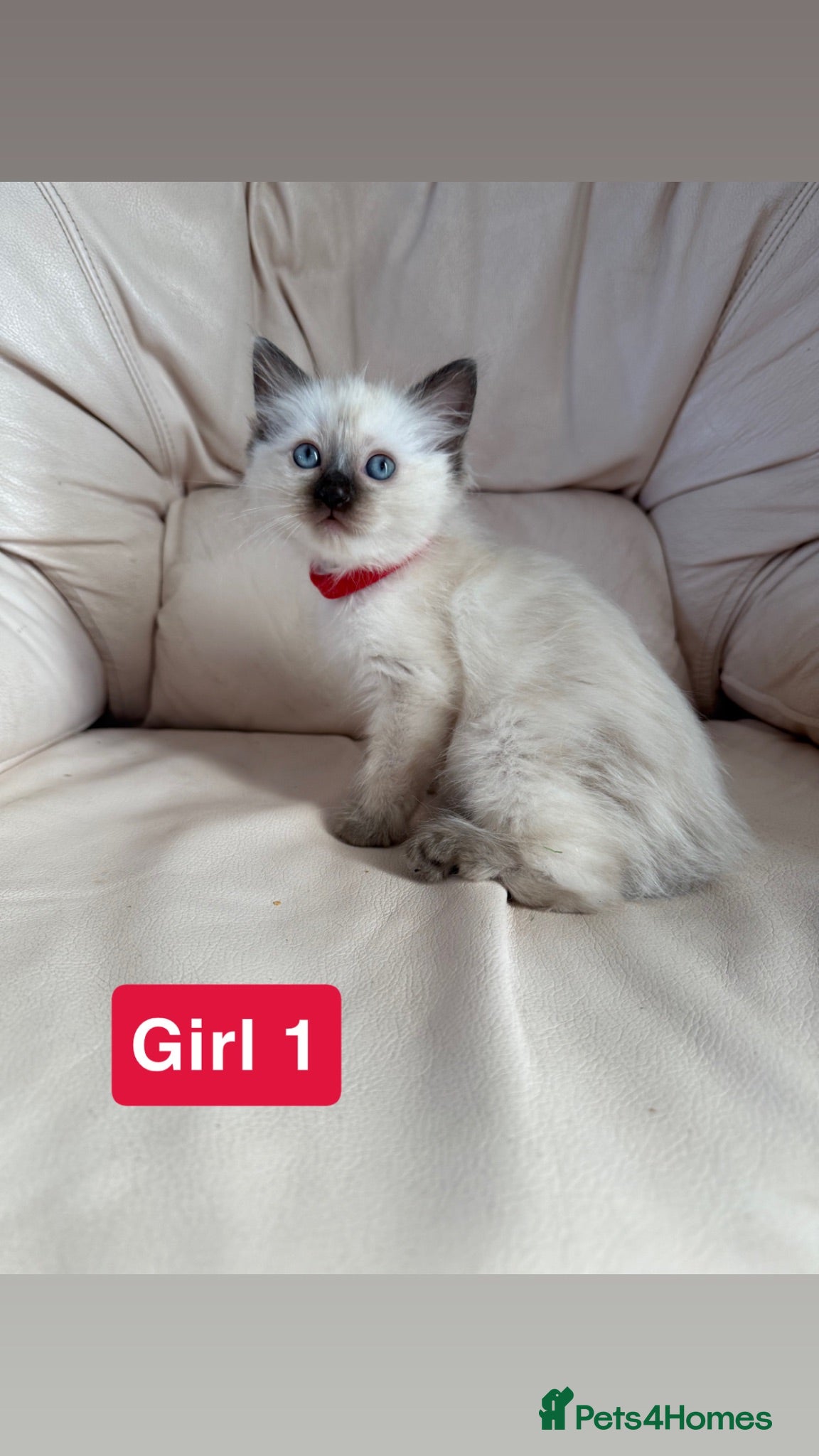Ragdoll cats Stunning litter of ragdoll kittens  - Advert 2