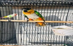 Parrots birds for sale: Male black headed caique for sale  - Image 4
