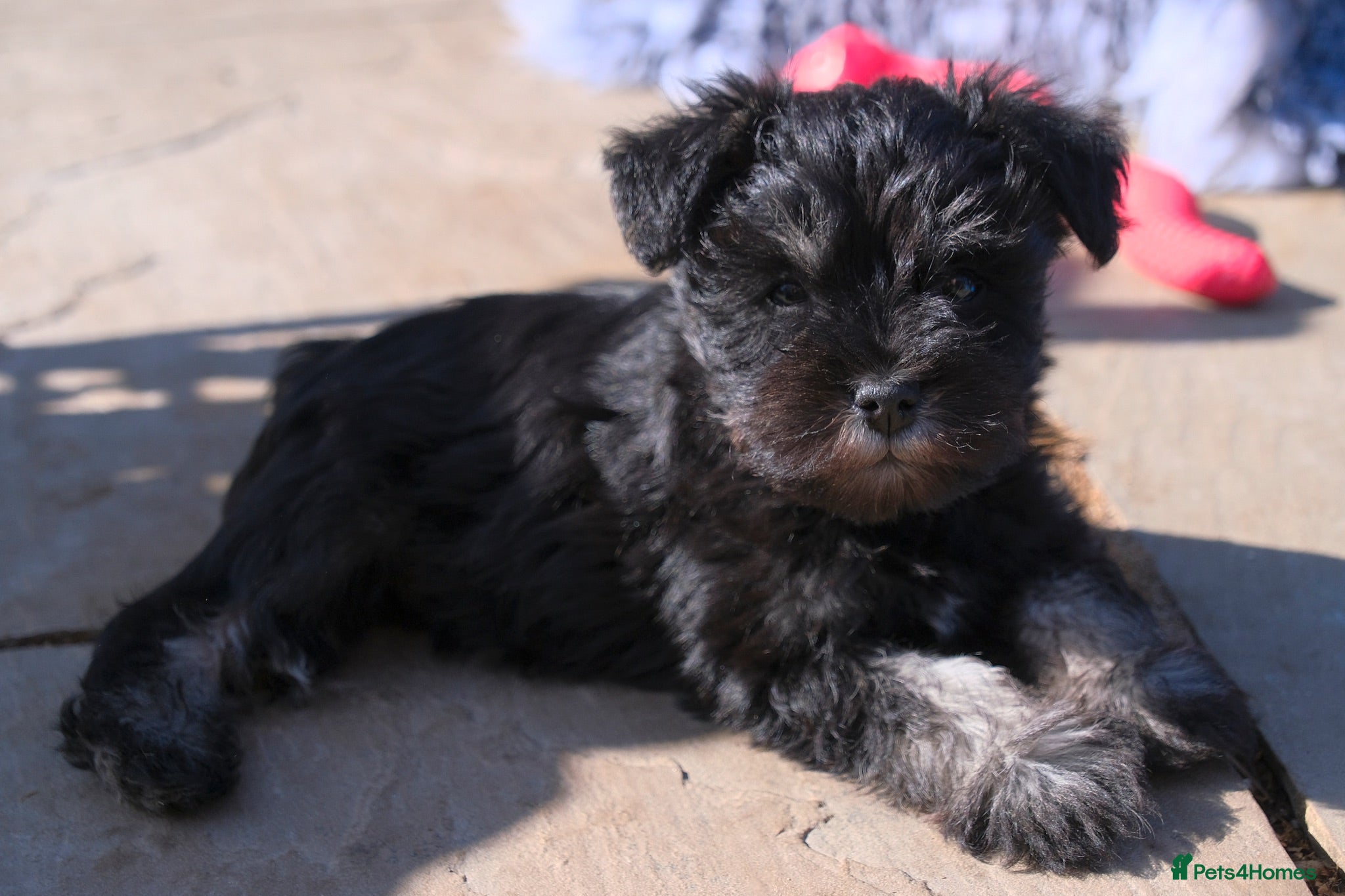 Miniature Schnauzer dogs Stunning KC Reg Mini Schnauzers  - Advert 3