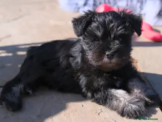 Miniature Schnauzer dogs Stunning KC Reg Mini Schnauzers - Advert 3