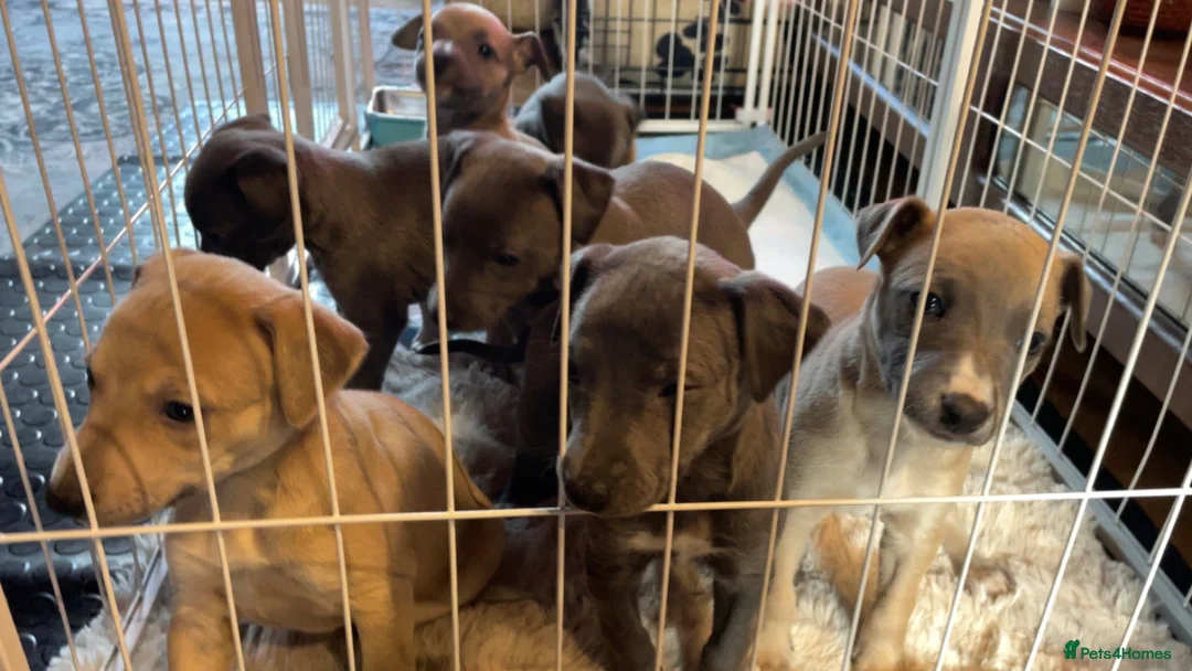 Whippet dogs for sale: Whippet pups  in Winsford - Advert 2