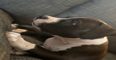 Staffordshire Bull Terrier dogs in Chatteris - Advert 4