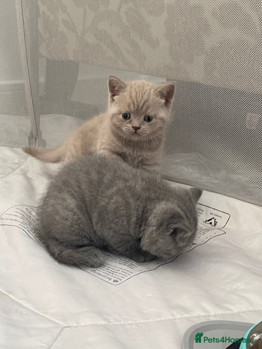 British Shorthair cats for sale: GCCF registered Champion bloodline BSH kittens - Image 7