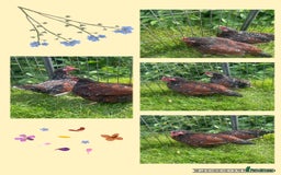 Chickens poultry for sale: Chickens Point of lay hens - Image 9