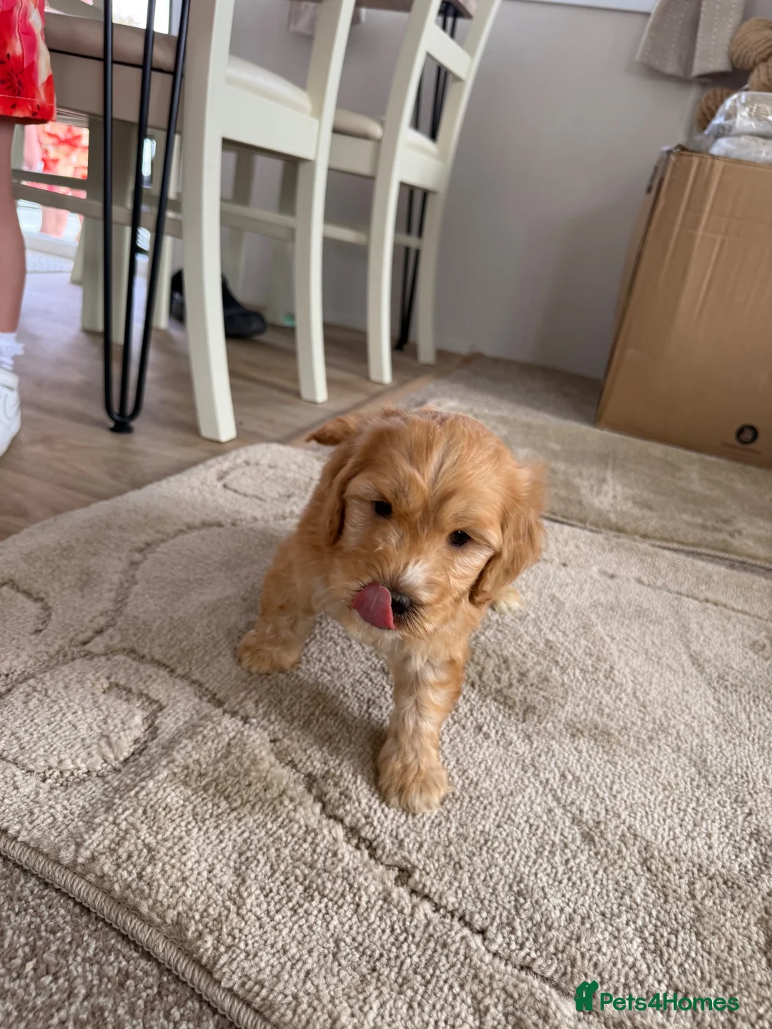 Cockapoo dogs for sale: 4 Cockerpoo Puppy’s  in Bicester - Advert 2
