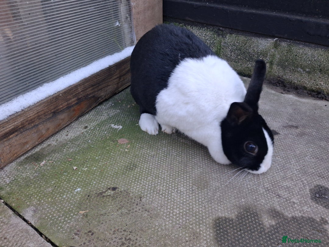 Dutch rabbits for sale: Dutch rabbits, pure bred for sale - Advert 3