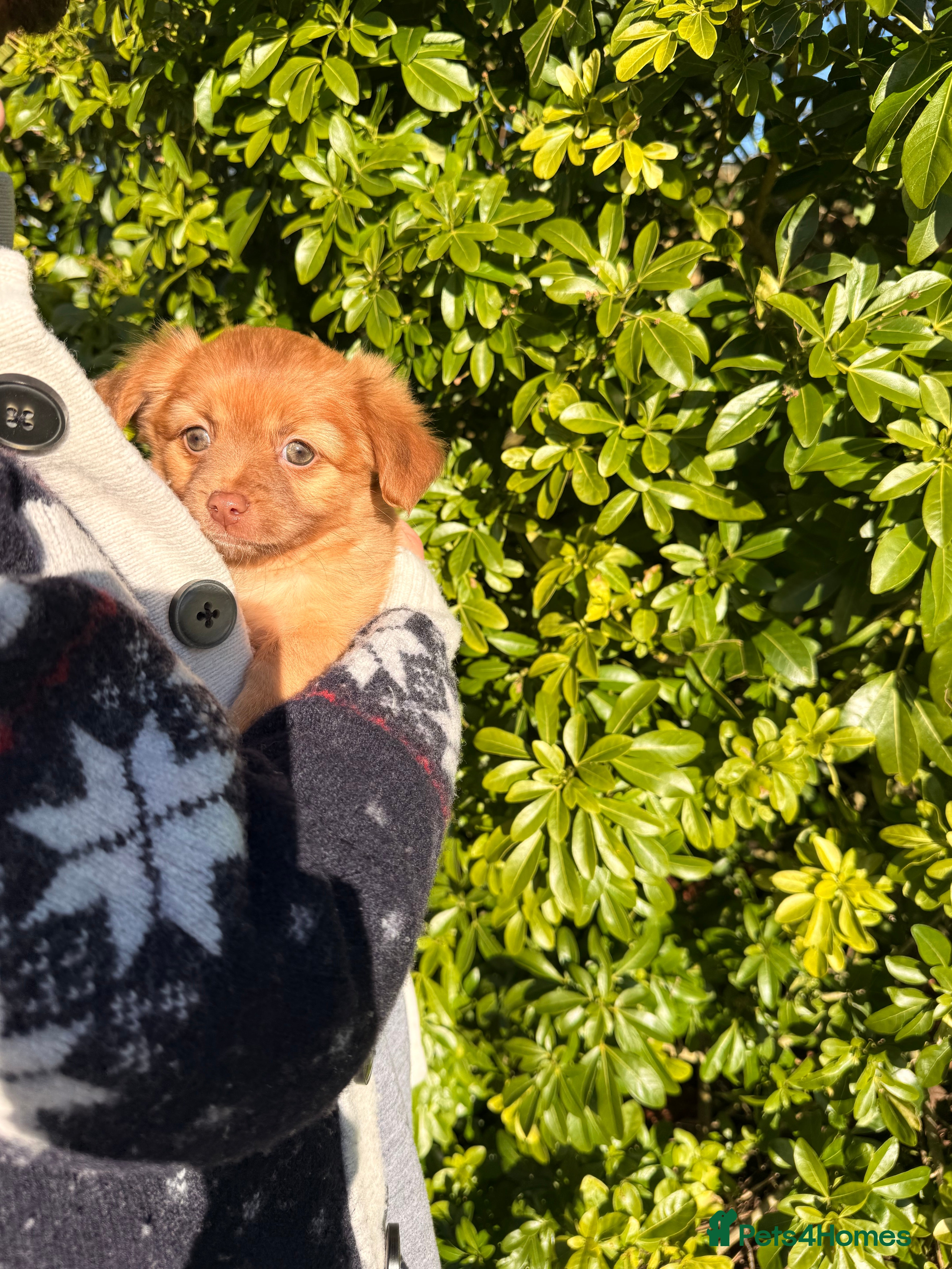 Mixed Breed dogs Fluffy Floppy ear kc chi x mini JRT puppies - Advert 10