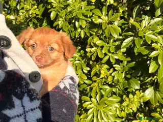 Mixed Breed dogs Fluffy Floppy ear kc chi x mini JRT puppies - Advert 4