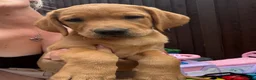 Labrador Retriever dogs for sale: READY TO GO. 2 AVAILABLE. Labrador Pups. KCreg. - Advert 8
