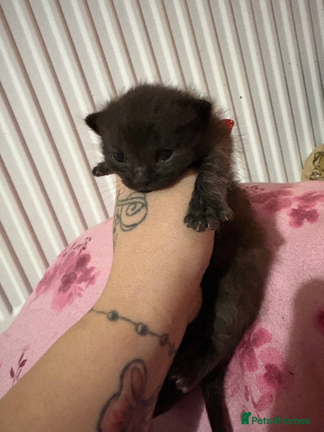 British Longhair cats for sale: Three kittens - Ready  **  week - Advert 12