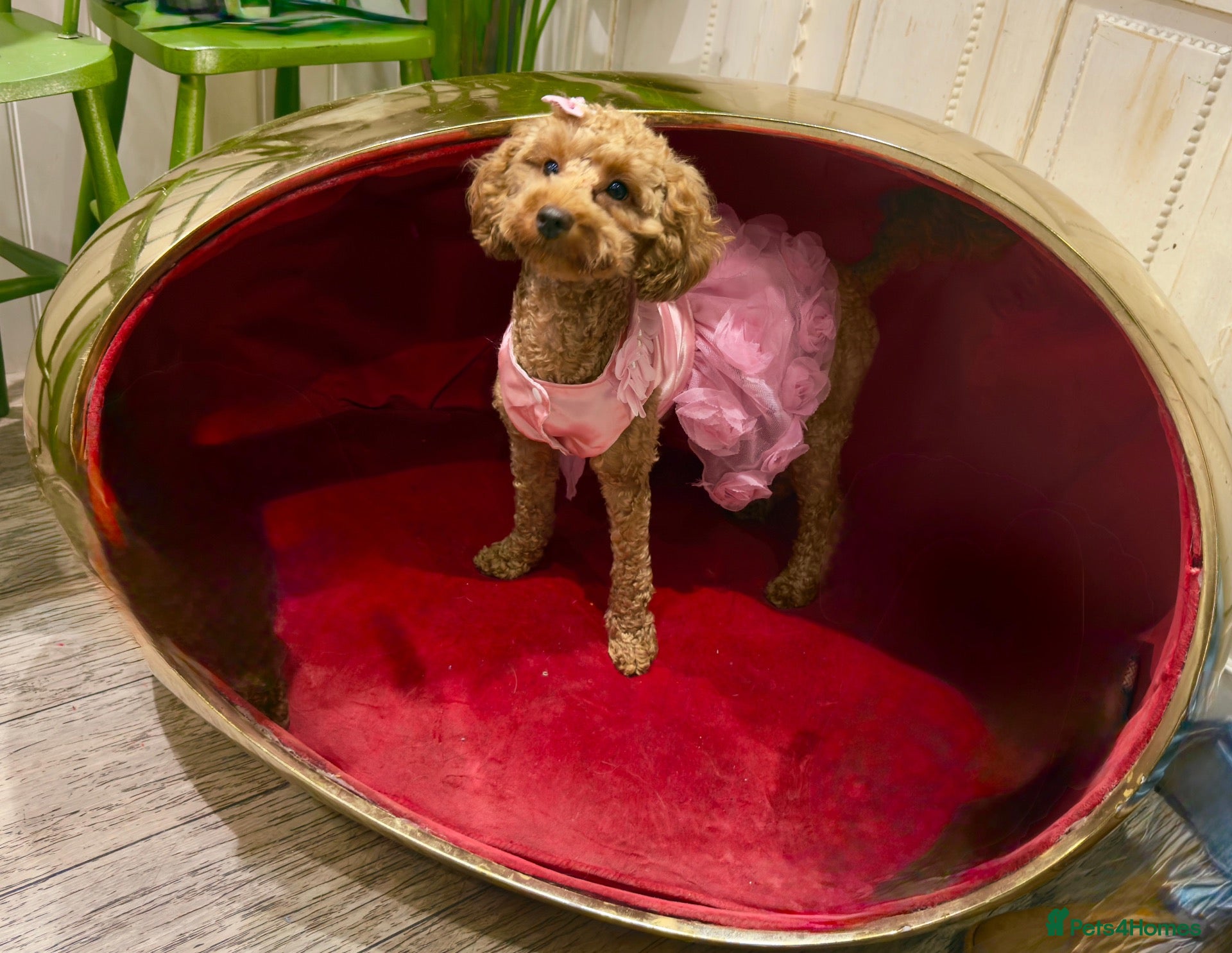 Maltipoo dogs for sale: Bailey - Advert 6