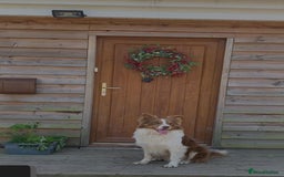 Border Collie dogs for sale: 6 month brown border collie - Advert 2