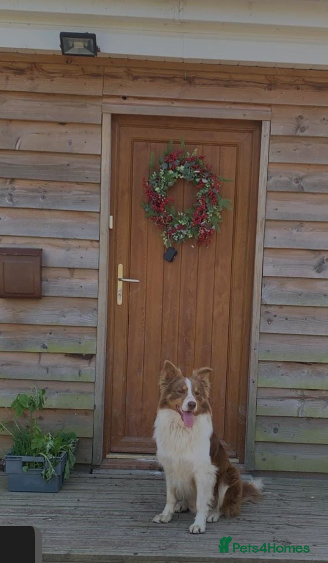 Border Collie dogs for sale: 6 month brown border collie - Advert 2