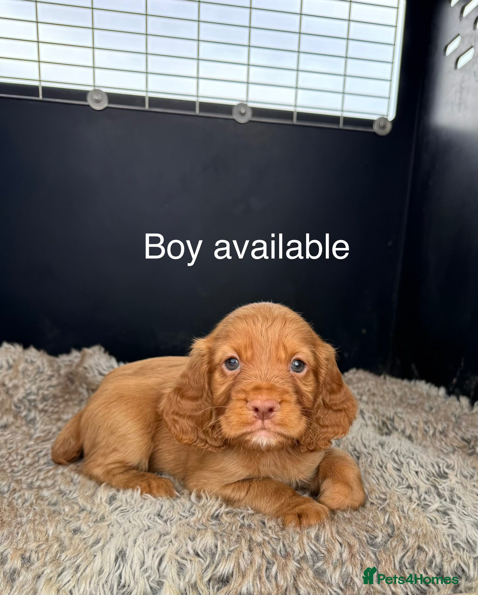 Cocker Spaniel dogs Working Cocker Spaniel Puppies  - Advert 2