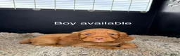 Cocker Spaniel dogs for sale: Working Cocker Spaniel Puppies  - Advert 2