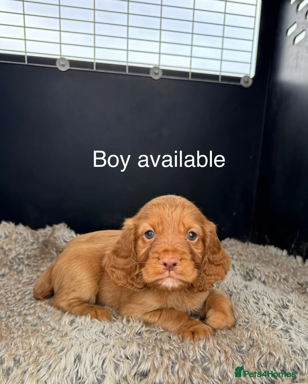 Cocker Spaniel dogs for sale: Working Cocker Spaniel Puppies  - Advert 2