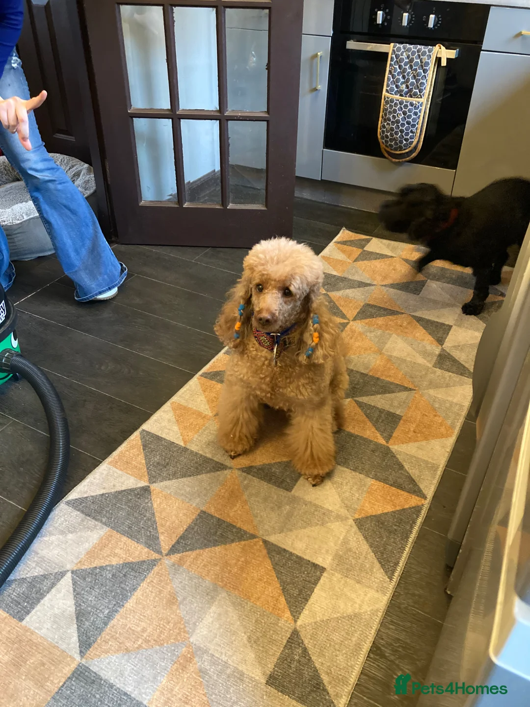 Cockapoo dogs for sale: F1B black male cockapoo and golden male  - Advert 2