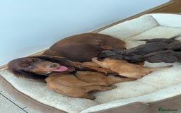 Cockapoo dogs for sale: Stunning Litter of 6 F1 Cockerpoo puppies  - Image 11