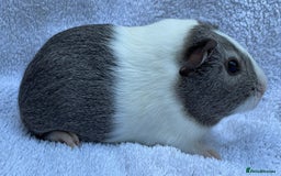 Guinea Pig rodents for sale: Guinea Pigs Bonded Pair ready now  - Image 6