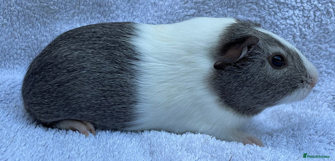 Guinea Pig rodents for sale: Guinea Pigs Bonded Pair ready now  - Image 6