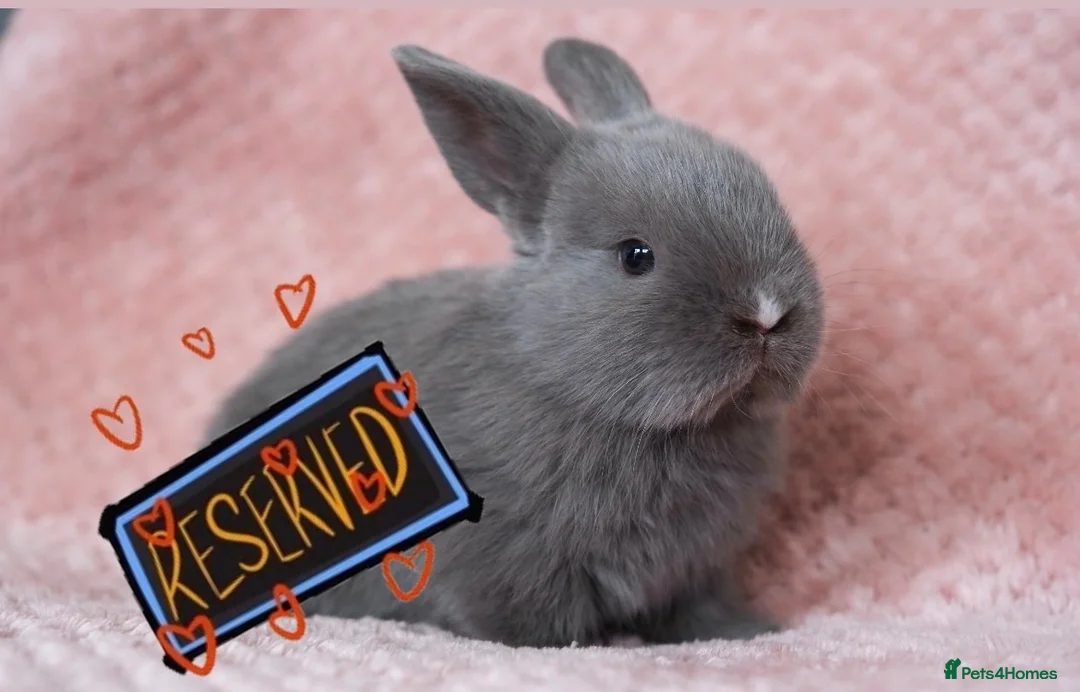 Mini Lion Lop rabbits for sale: 🐰 LION LOPS 🐰 - Advert 3