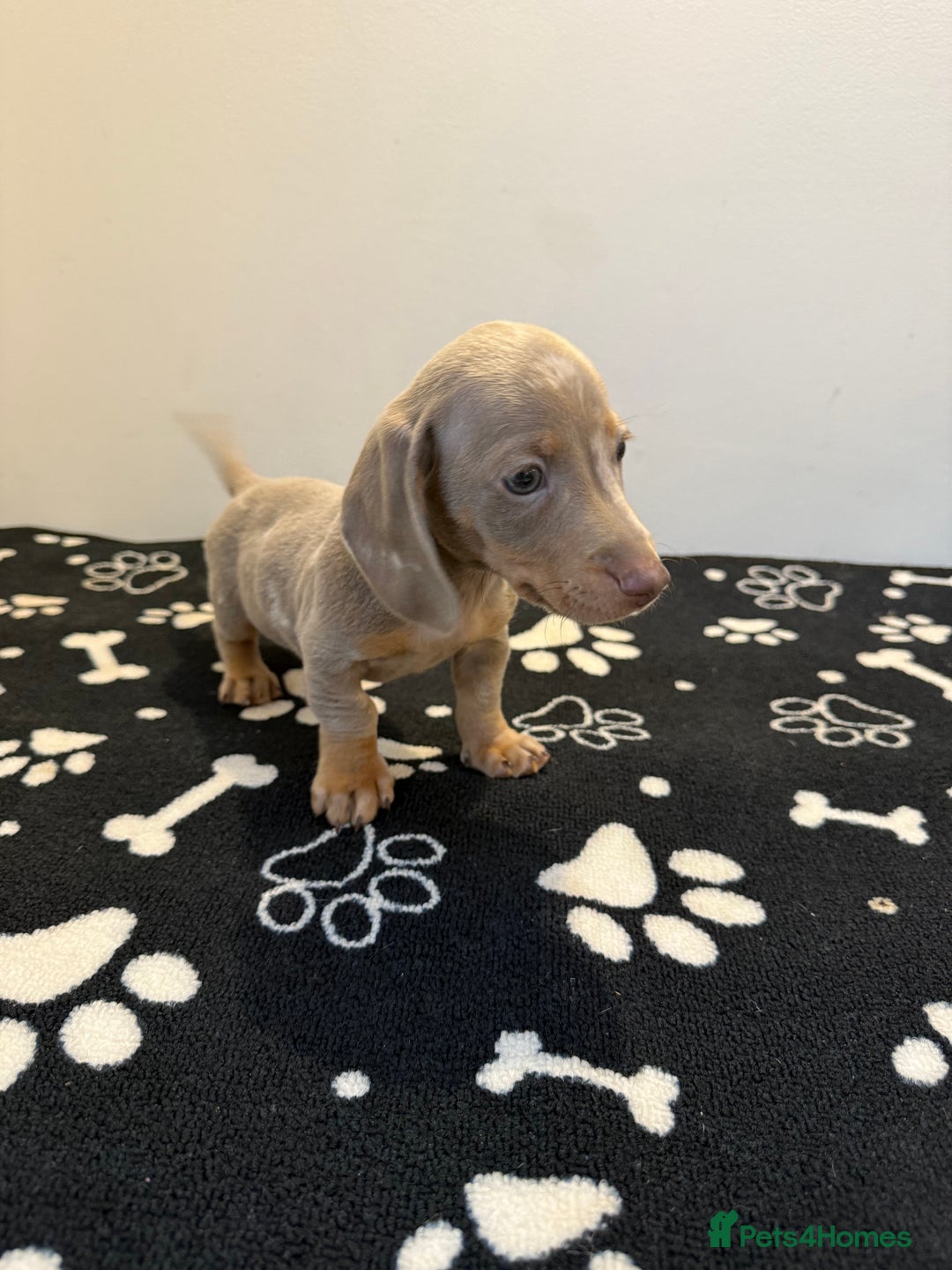 Miniature Dachshund dogs for sale: Beautiful smoothed haired miniature Dachshunds - Advert 8