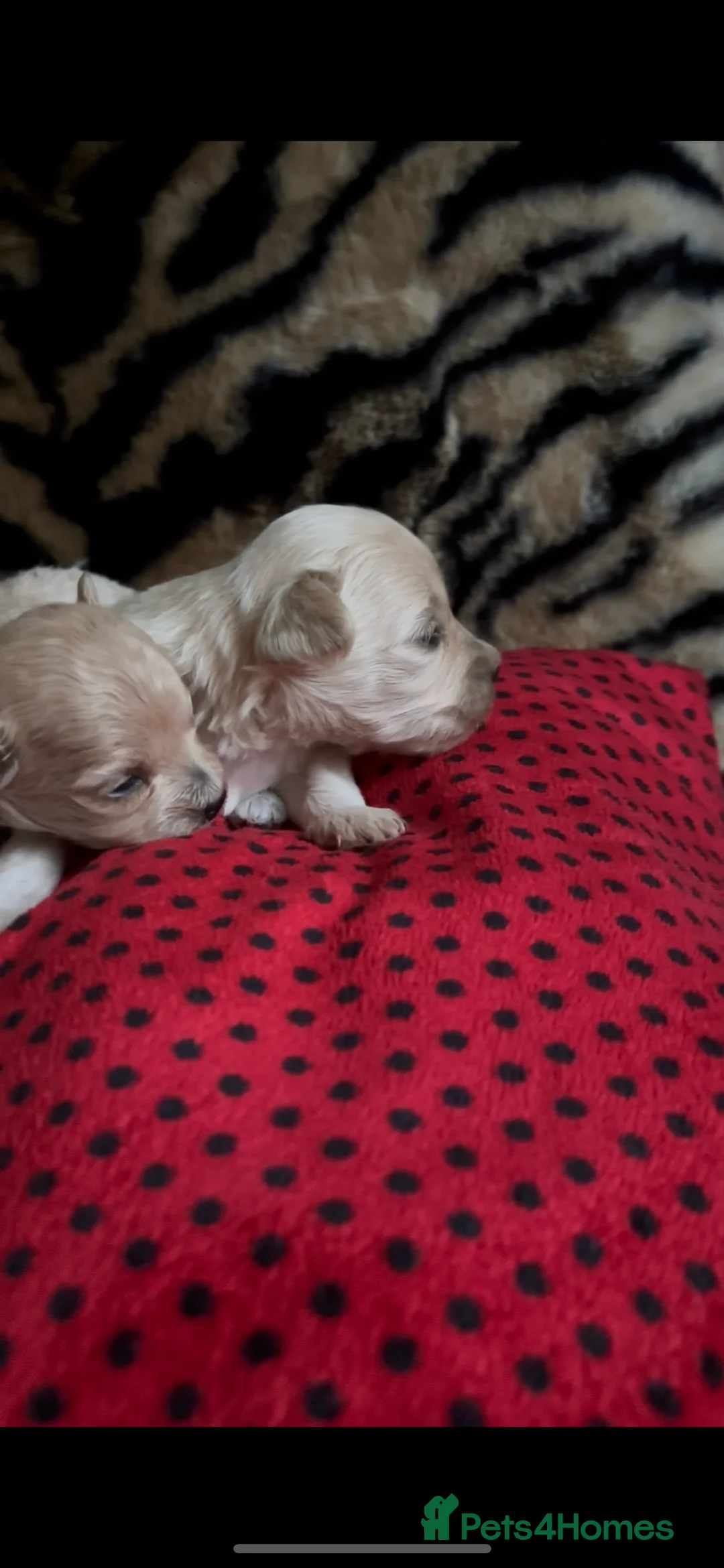 Maltipoo dogs for sale: Exquisite Maltipoo puppies  - Advert 11