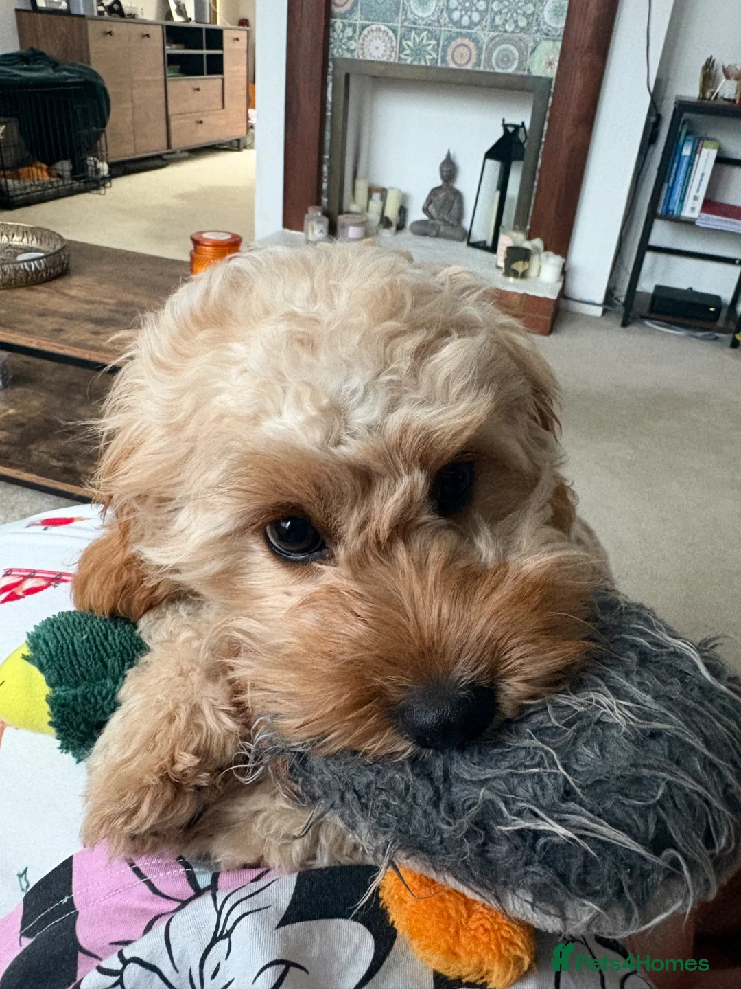 Cavapoo dogs for sale: F1 6-month old Cavapoo (Ruby) For Sale - Advert 2