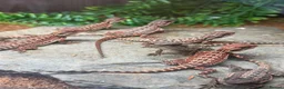 Bearded Dragon reptiles for sale: 100% Baby Red Monster Bearded Dragons - Advert 1