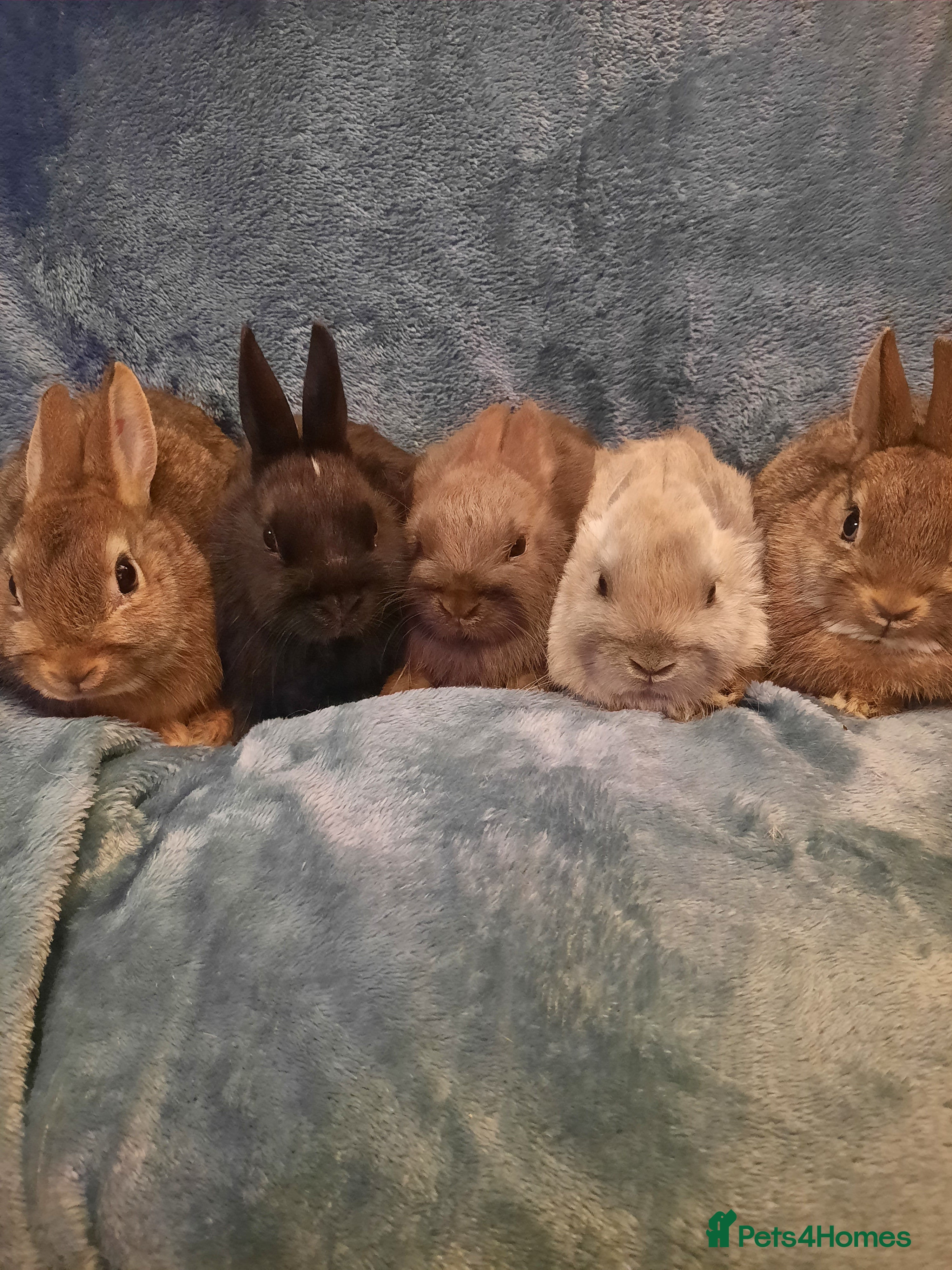 Netherland Dwarf rabbits Five Litters Of Netherland Dwarf Babies - Advert 1