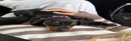 Miniature Dachshund dogs for sale: Miniature dachshund   in Colwyn Bay - Advert 10