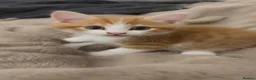 Mixed Breed cats for sale: Cute cat for sale  - Advert 3
