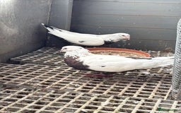 Pigeons birds for sale: Pigeons - Image 13