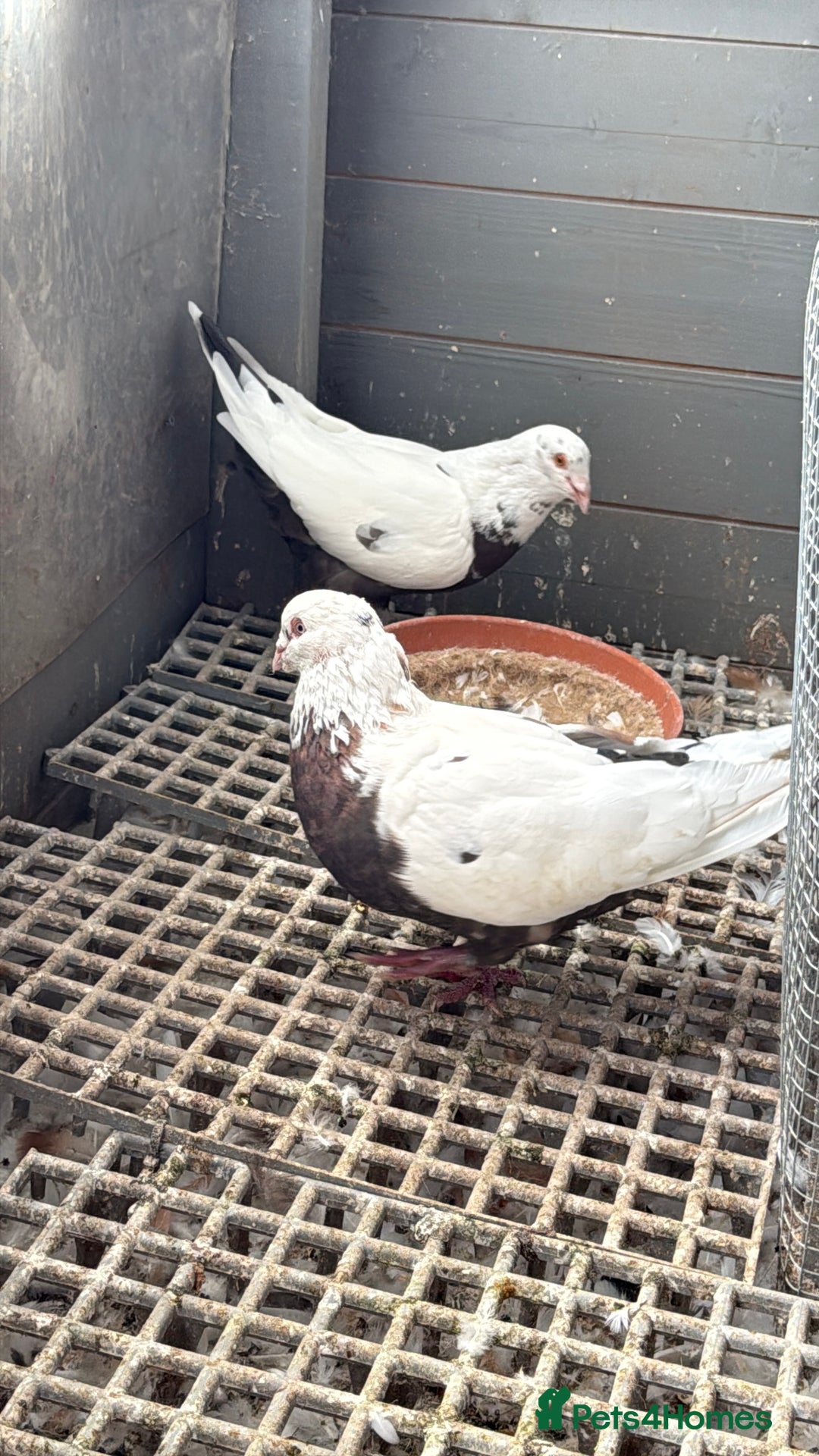 Pigeons birds for sale: Pigeons - Image 13