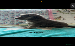 German Shepherd dogs for sale: Kc registered DNA Health tested gsd puppies - Image 6