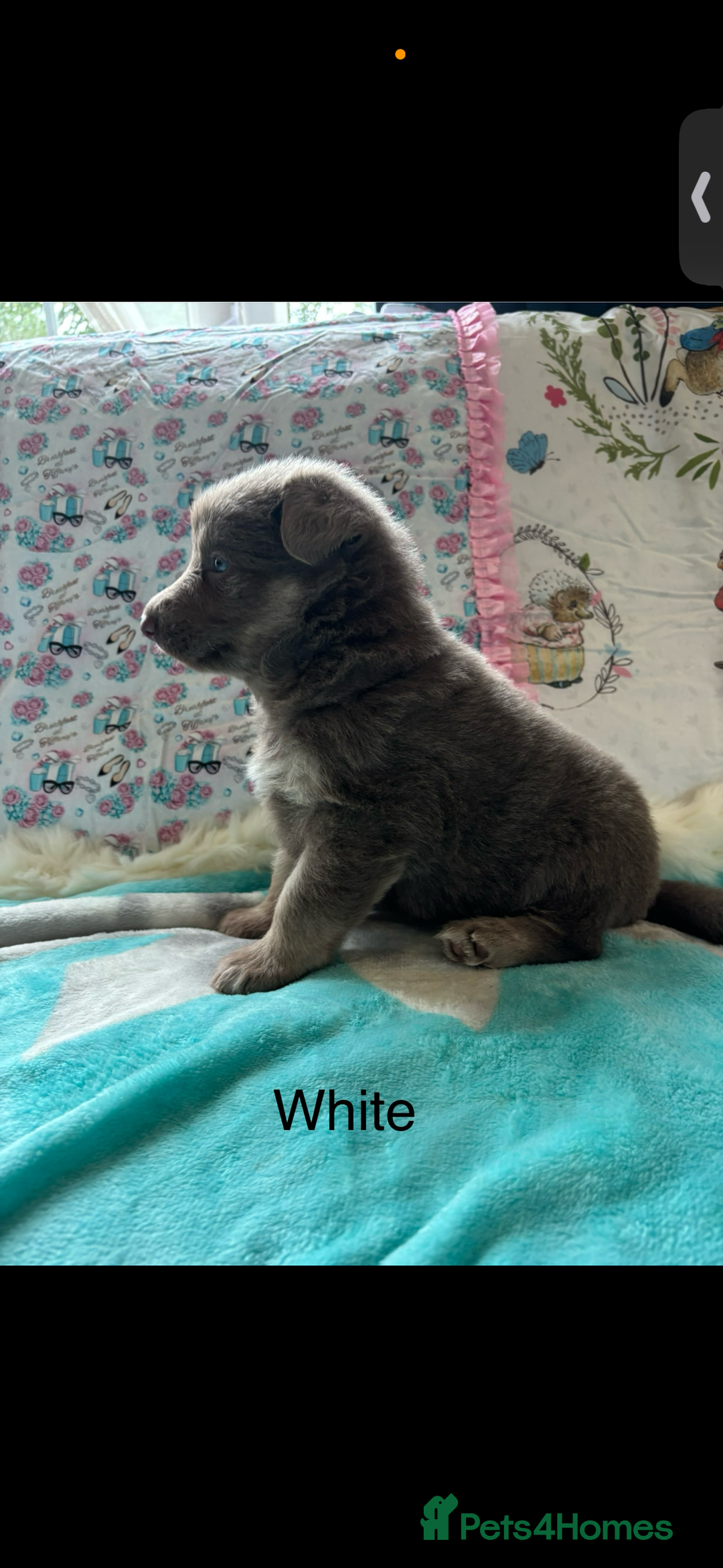 German Shepherd dogs for sale: Kc registered DNA Health tested gsd puppies - Image 6