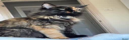 Maine Coon cats for sale: Gorgeous multi coloured half maine coon babies  - Advert 21