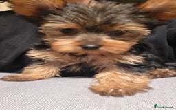 Yorkshire Terrier dogs for sale: 🌸 🐶Adorable Puppies Looking for Homes 🌸 - Image 11