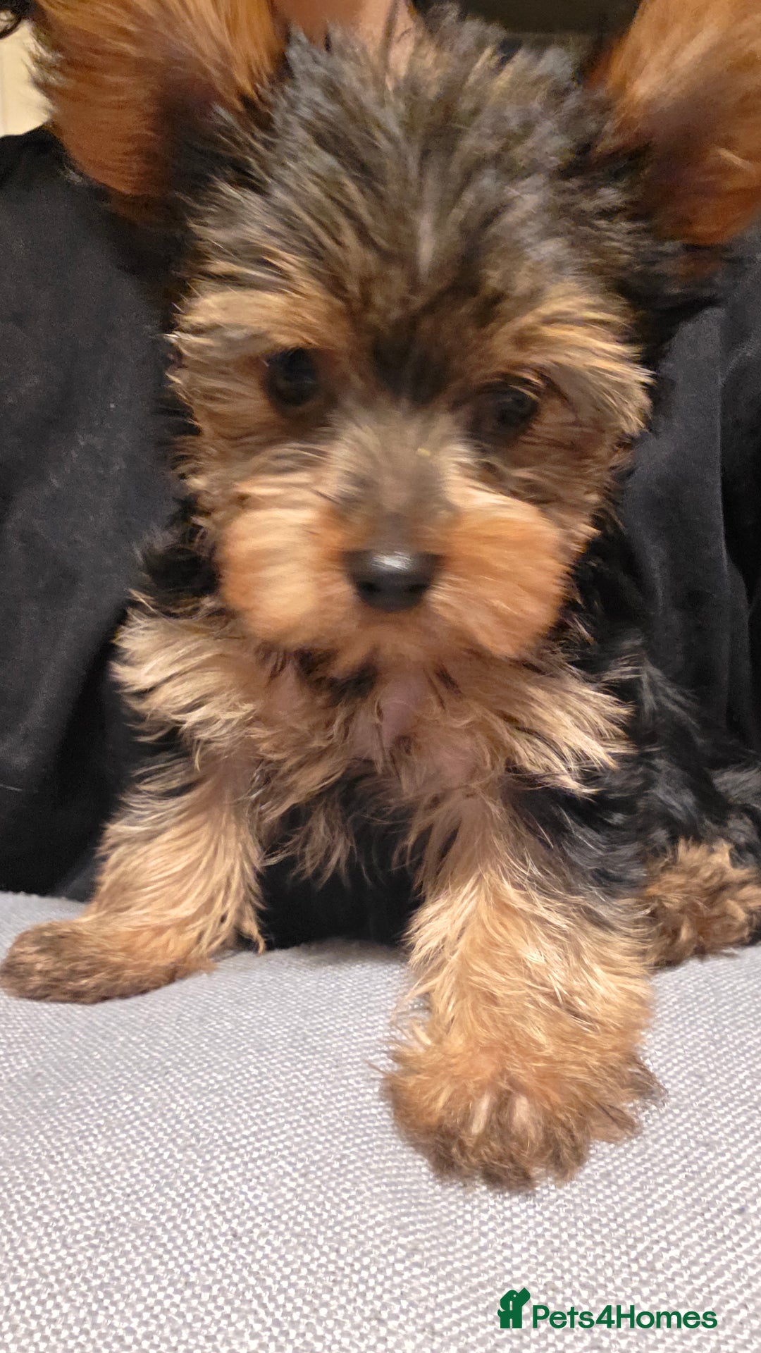Yorkshire Terrier dogs for sale: 🌸 🐶Adorable Puppies Looking for Homes 🌸 - Image 11