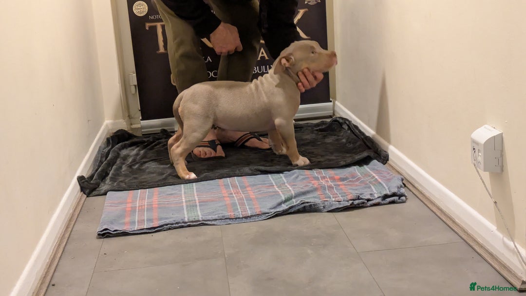 American Bully dogs for sale: GrCh Big Bounty x TIKTOK litter - Image 20