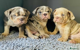 English Bulldog dogs for sale: READY NOW LILAC MERLE ENGLISH BULLDOG BOY in Gunnislake - Image 16