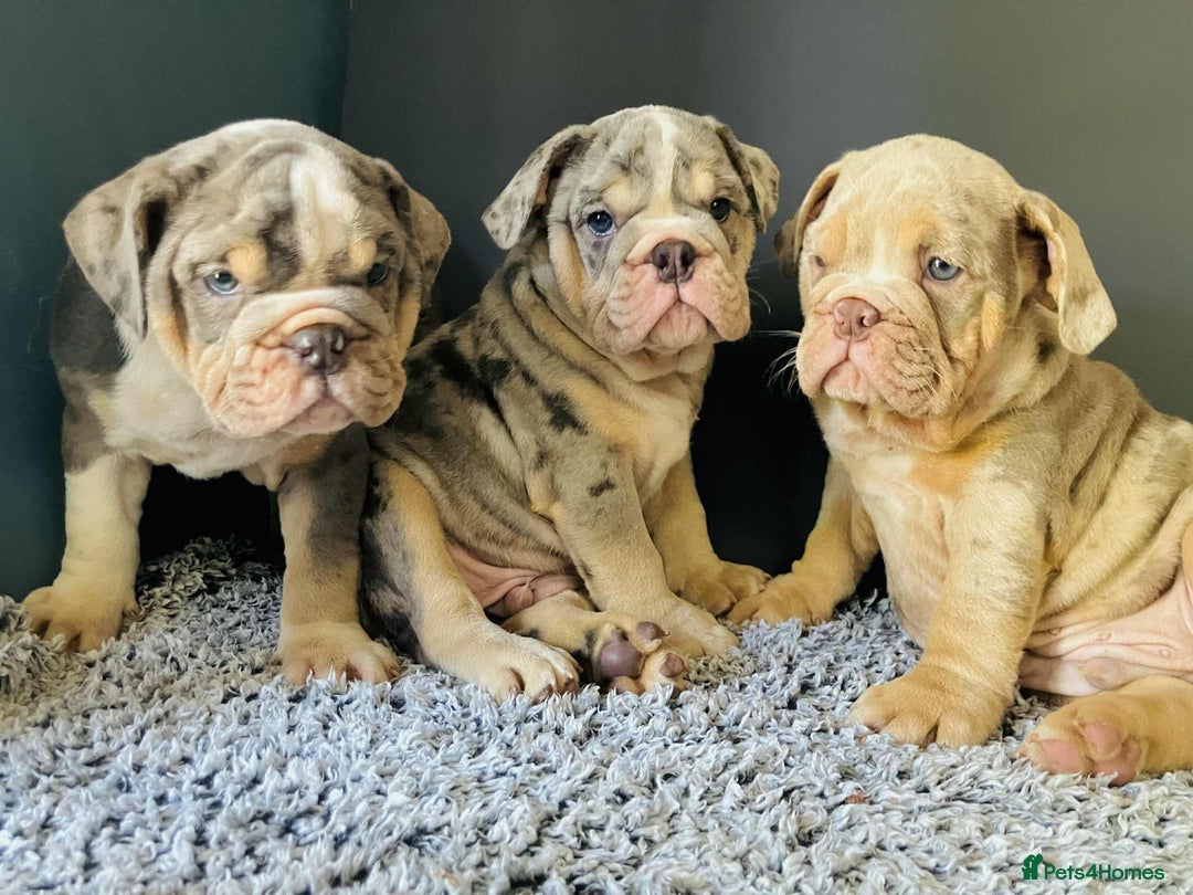 English Bulldog dogs for sale: READY NOW LILAC MERLE ENGLISH BULLDOG BOY in Gunnislake - Image 16