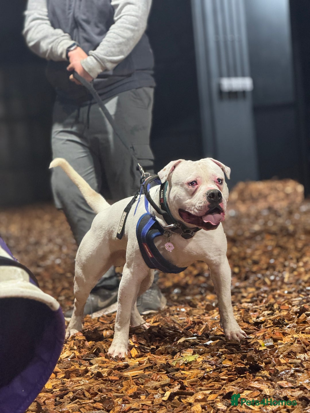 American Bulldog dogs for stud: Male bulldog stud  - Advert 1