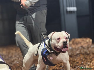 American Bulldog dogs Male bulldog stud - Advert 2