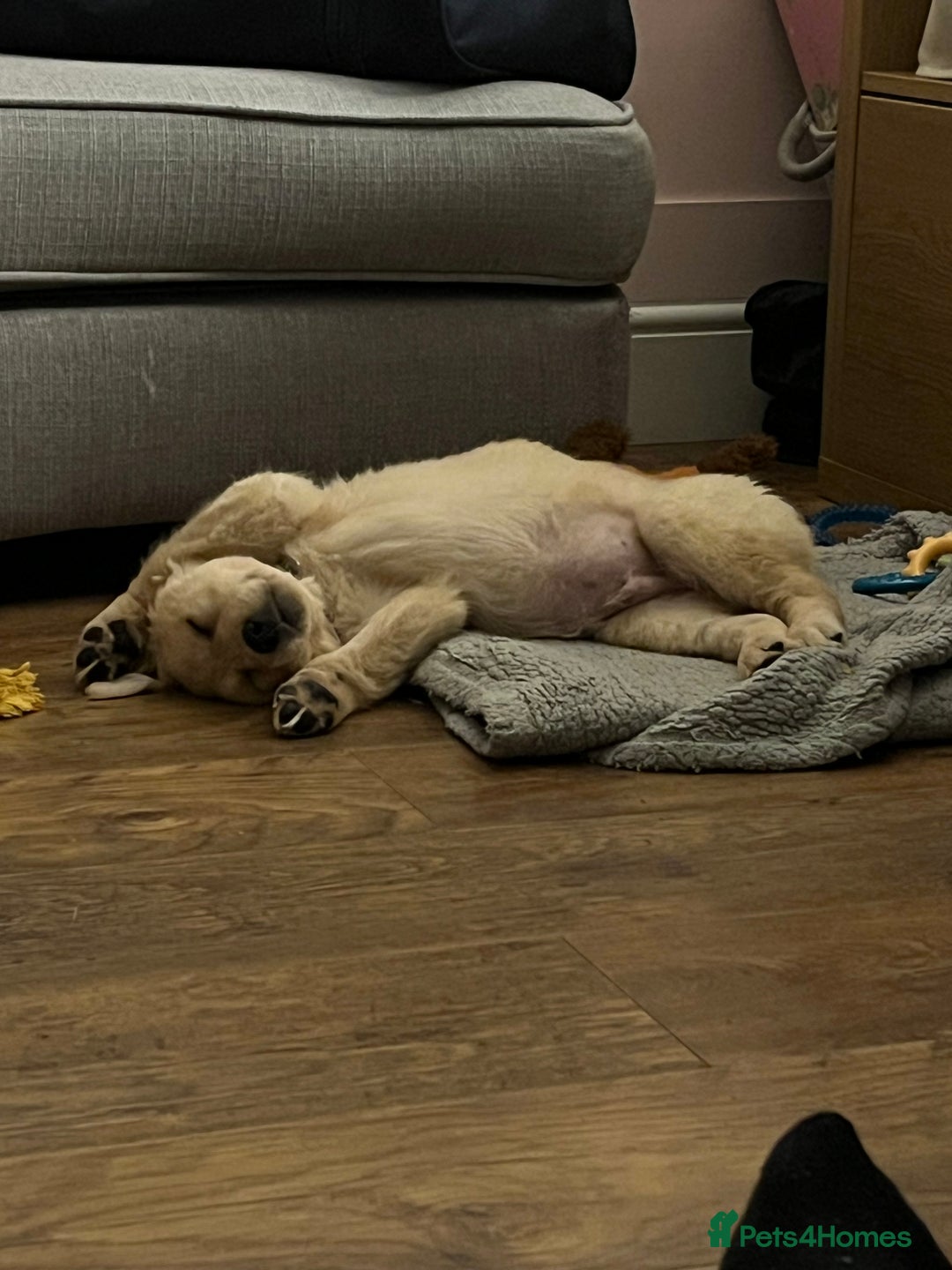 Golden Retriever dogs for sale: 14week old golden retriever  - Advert 7