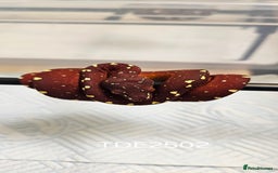 Python Snake reptiles for sale: Green tree Python in Mold - Image 1