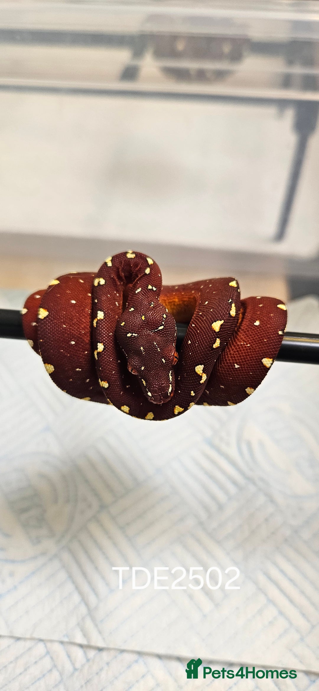 Python Snake reptiles for sale: Green tree Python in Mold - Image 1
