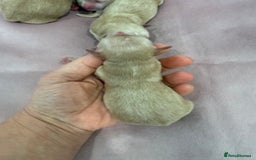 Maltipoo dogs for sale: 5 girls. fully DNA & health tested clear parents.  - Advert 20