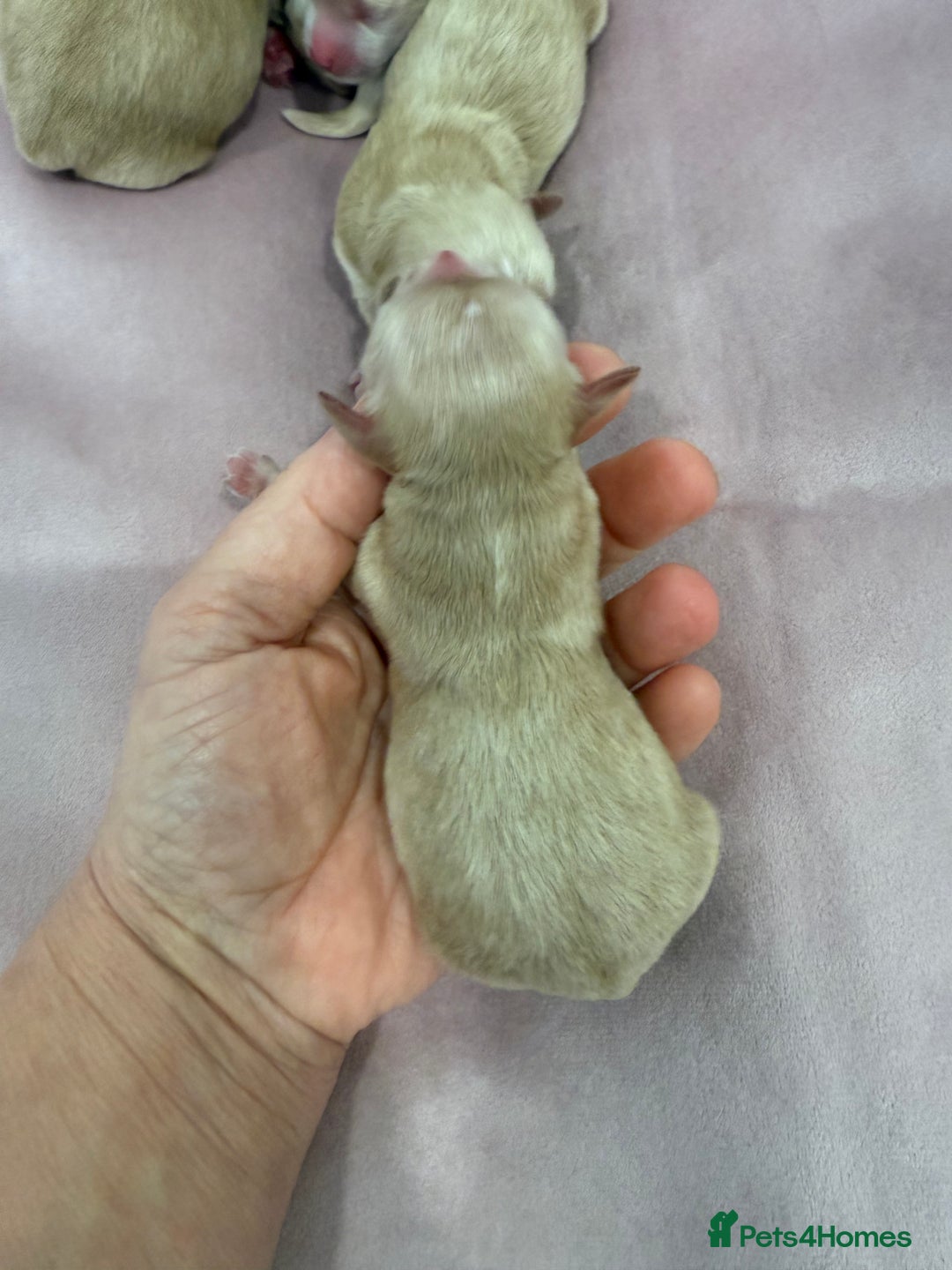 Maltipoo dogs for sale: 5 girls. fully DNA & health tested clear parents.  - Advert 20