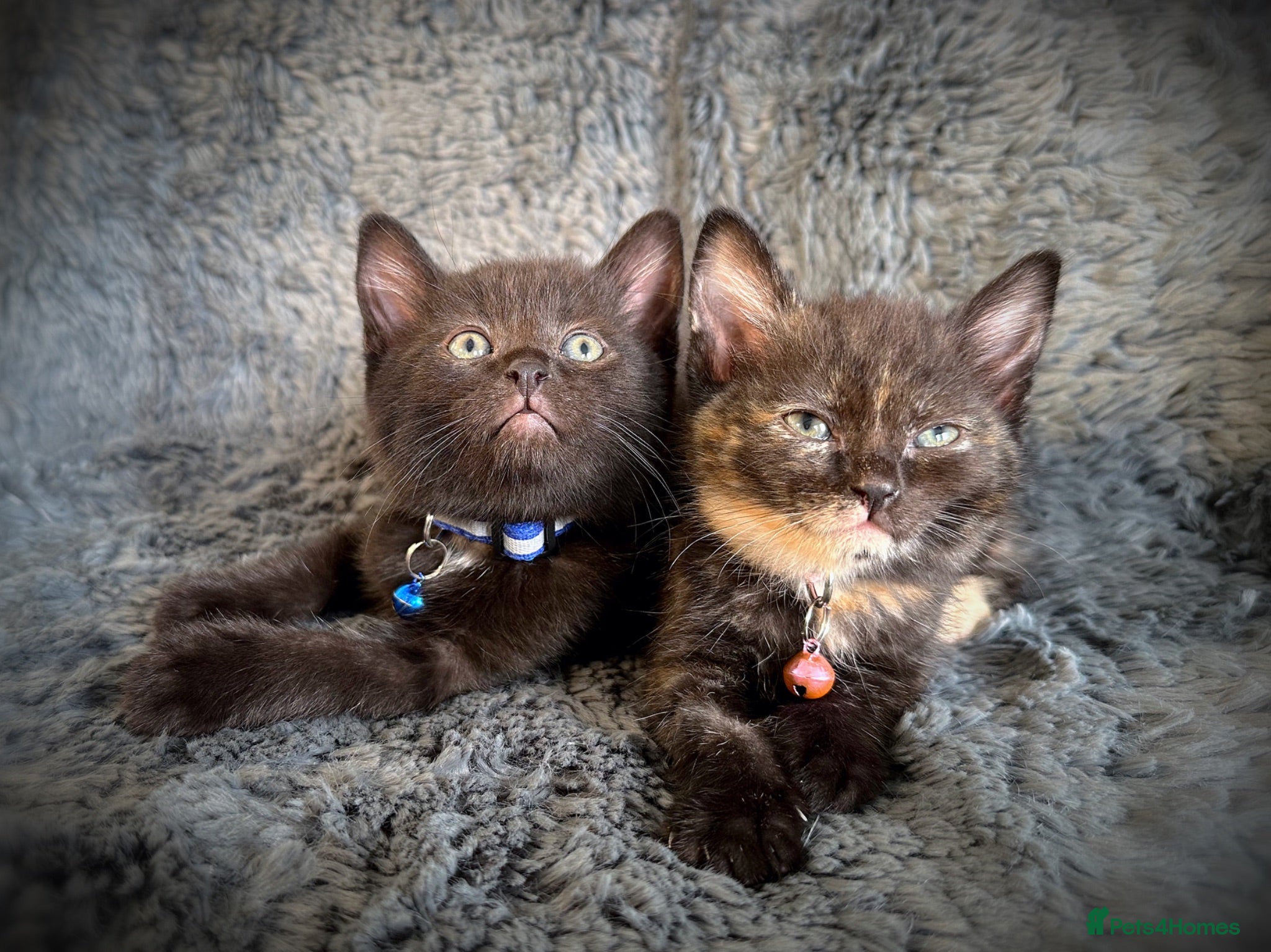 Mixed Breed cats 9 beautiful friendly kittens - Advert 1